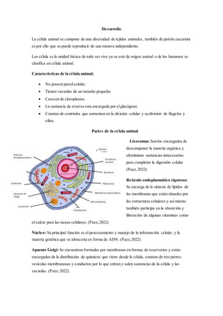 Desarrollo
La célula animal se compone de una diversidad de tejidos animales, también de patrón eucariota
es por ello que se puede reproducir de una manera independiente.
Las célula es la unidad básica de todo ser vivo ya se este de origen animal o de los humanos se
clasifica en célula animal.
Características de la célula animal:
 No poseen pared celular.
 Tienen vacuolas de un tamaño pequeño.
 Carecen de cloroplastos.
 La sustancia de reserva esta encargada por elglucógeno.
 Constan de centriolos que aumentan en la división celular y su división de flagelos y
cilios.
Partes de la célula animal
Lisosomas:Son los encargados de
descomponer la materia orgánica y
elemininan sustancias innecesarias
para completar la digestión celular
(Paez,2022).
Retículo endoplasmático riguroso:
Se encarga de la síntesis de lípidos de
las membranas que están situadas por
las estructuras celulares y así mismo
también participa en la absorción y
liberación de algunas vitaminas como
el calcio para las tareas celulares. (Paez,2022)
Núcleo: Su principal función es el procesamiento y manejo de la información celular, y la
materia genética que se almacena en forma de ADN. (Paez,2022)
Aparato Golgi: Se encuentran formadas por membranas en formas de reservorios y están
encargados de la distribución de químicos que viene desde la célula, constan de tres partes:
vesículas membranosas y conductos por lo que entran y salen sustancias de la célula y las
vacuolas. (Paez,2022)
 