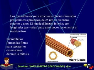 Docente: JHON ALBEIRO DÌAZ CUADRO, Qco.
Los microtúbulos son estructuras celulares formadas
por polímeros proteicos, de 25 nm de diámetro
exterior y unos 12 nm de diámetro interior, con
longitudes que varían entre unos pocos nanómetros a
micrómetros
microtúbulos
forman las fibras
para separar los
cromosomas
durante la mitosis.
 