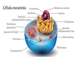 Docente: JHON ALBEIRO DÌAZ CUADRO, Qco.
 