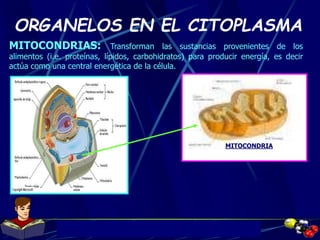Docente: JHON ALBEIRO DÌAZ CUADRO, Qco.
ORGANELOS EN EL CITOPLASMA
MITOCONDRIAS: Transforman las sustancias provenientes de los
alimentos (i.e. proteínas, lípidos, carbohidratos) para producir energía, es decir
actúa como una central energética de la célula.
MITOCONDRIA
 