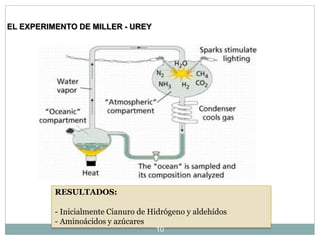 EL EXPERIMENTO DE MILLER - UREY
RESULTADOS:
- Inicialmente Cianuro de Hidrógeno y aldehídos
- Aminoácidos y azúcares
10
 