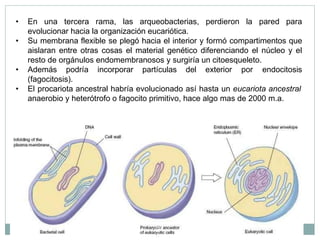 • En una tercera rama, las arqueobacterias, perdieron la pared para
evolucionar hacia la organización eucariótica.
• Su me...
