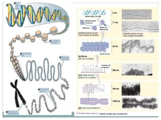 CROMOSOMAS
Estructura de los cromosomas.
En los periodos de división celular (Mitosis o Meiosis), la cromatina da lugar
a ...