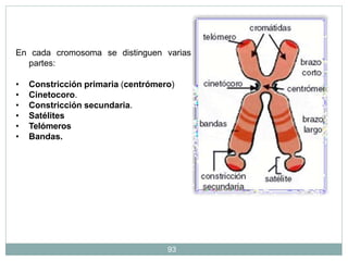 • Constricción primaria o centrómero. Un estrangulamiento que
ocupa una posición variable.
• Cinetocoro. Placas proteicas ...