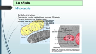 Mitocondria
10
• Centrales energéticas
• Respiración celular (oxidación de glucosa, AG y AAs)
• Cadena de transporte de electrones
• Síntesis de ATP: moneda energética celular
La célula
 