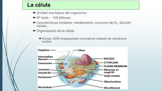  Unidad viva básica del organismo
 Nº total ~ 100 billones
 Características similares: metabolismo, consumo de O2, división
celular…
 Organización de la célula
Núcleo: ADN empaquetado (cromatina) rodeado de membrana
nuclear
Citoplasma (rodeado de membrana celular)
La célula
 