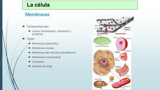 Membranas
 Compuestas por:
 Lípidos (fosfolípidos, colesterol) y
proteínas
 Tipos:
 Membrana plasmática
 Membrana nuclear
 Membrana del retículo endoplásmico
 Membrana mitocondrial
 Lisosomas
 Aparato de Golgi
La célula
 