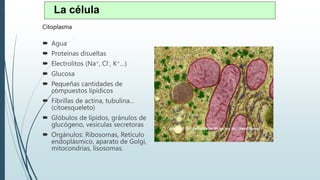 Citoplasma
 Agua
 Proteínas disueltas
 Electrolitos (Na+, Cl-, K+…)
 Glucosa
 Pequeñas cantidades de
compuestos lipídicos
 Fibrillas de actina, tubulina…
(citoesqueleto)
 Glóbulos de lípidos, gránulos de
glucógeno, vesículas secretoras
 Orgánulos: Ribosomas, Retículo
endoplásmico, aparato de Golgi,
mitocondrias, lisosomas.
La célula
 
