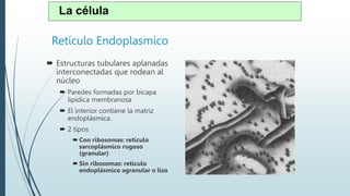 Retículo Endoplasmico
 Estructuras tubulares aplanadas
interconectadas que rodean al
núcleo
 Paredes formadas por bicapa
lipídica membranosa
 El interior contiene la matriz
endoplásmica.
 2 tipos
 Con ribosomas: retículo
sarcoplásmico rugoso
(granular)
 Sin ribosomas: retículo
endoplásmico agranular o liso
La célula
 