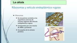 Ribosomas y retículo endoplásmico rugoso
 Ribosomas:
 Se encuentran anclados a las
superficies externas de
muchas regiones del retículo
endoplásmico rugoso
 Compuestos por una mezcla
de ARNr y proteínas
 Encargados de la síntesis
proteica.
La célula
 
