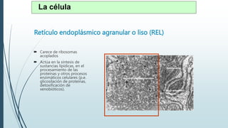 Retículo endoplásmico agranular o liso (REL)
 Carece de ribosomas
acoplados
 Actúa en la síntesis de
sustancias lipídicas, en el
procesamiento de las
proteínas y otros procesos
enzimáticos celulares (p.e.
glicosilación de proteínas,
detoxificación de
xenobióticos).
La célula
 