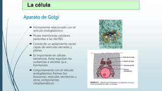 Aparato de Golgi
 Intimamente relacionado con el
retículo endoplásmico
 Posee membranas celulares
parecidas a las del REL
 Consta de un apilamiento varias
capas de vesículas cerradas y
planas.
 Es importante en células
secretoras. Estas expulsan las
sustancias a secretar (p.e.,
hormonas).
 Conjuntamente con el retículo
endoplásmico forman los
lisosomas, vesículas secretoras u
otros componentes
citoplasmáticos.
La célula
 