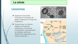Lisosomas
 Orgánulos vesiculares
formados en el aparato de
golgi y dispersas a lo largo del
citoplasma.
 Proporcionan un sistema
digestivo intracelular
(sustancias y estructuras
intracelulares, especialmente
las dañadas, partículas
alimenticias ingeridas por las
celulas, bacterias…)
La célula
 