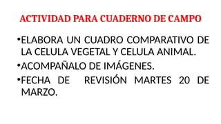 ACTIVIDAD PARA CUADERNO DE CAMPO
•ELABORA UN CUADRO COMPARATIVO DE
LA CELULA VEGETAL Y CELULA ANIMAL.
•ACOMPAÑALO DE IMÁGENES.
•FECHA DE REVISIÓN MARTES 20 DE
MARZO.
 