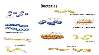Bacterias
 