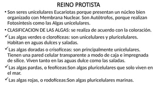 REINO PROTISTA
• Son seres unicelulares Eucariotas porque presentan un núcleo bien
organizado con Membrana Nuclear. Son Autótrofos, porque realizan
Fotosíntesis como las Algas unicelulares.
• CLASIFICACION DE LAS ALGAS: se realiza de acuerdo con la coloración.
Las algas verdes o clorofíceas: son unicelulares y pluricelulares.
Habitan en aguas dulces y saladas.
Las algas doradas o crisofíceas: son principalmente unicelulares.
Tienen una pared celular transparente a modo de caja e impregnada
de sílice. Viven tanto en las aguas dulce como las saladas.
Las algas pardas, o feofíceas:Son algas pluricelulares que solo viven en
el mar.
Las algas rojas, o rodofíceas:Son algas pluricelulares marinas.
 