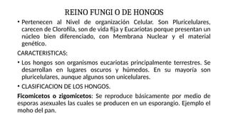 REINO FUNGI O DE HONGOS
• Pertenecen al Nivel de organización Celular. Son Pluricelulares,
carecen de Clorofila, son de vida fija y Eucariotas porque presentan un
núcleo bien diferenciado, con Membrana Nuclear y el material
genético.
CARACTERISTICAS:
• Los hongos son organismos eucariotas principalmente terrestres. Se
desarrollan en lugares oscuros y húmedos. En su mayoría son
pluricelulares, aunque algunos son unicelulares.
• CLASIFICACION DE LOS HONGOS.
Ficomicetos o zigomicetos: Se reproduce básicamente por medio de
esporas asexuales las cuales se producen en un esporangio. Ejemplo el
moho del pan.
 