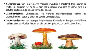 • Ascomicetos: son unicelulares como la levadura y multicelulares como la
trufa. Su nombre se debe a que las esporas sexuales se producen en
células en forma de sacos llamados ascas.
• Basidiomicetos: Comprende los hongos macroscópicos como los
champiñones, setas y otras especies comestibles.
• Deutoromicetos: son hongos imperfectos Ejemplo el hongo penicillium
reviste una particular importancia por ser productor de la penicilina.
 