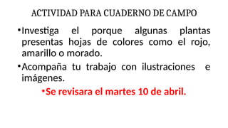 ACTIVIDAD PARA CUADERNO DE CAMPO
•Investiga el porque algunas plantas
presentas hojas de colores como el rojo,
amarillo o morado.
•Acompaña tu trabajo con ilustraciones e
imágenes.
•Se revisara el martes 10 de abril.
 