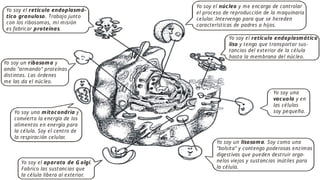 Yo soy el
. Trabajo junto
con los ribosomas, mi misión
es fabricar .
retículo endoplasmá-
tico granuloso
proteínas
Yo soy el y me encargo de controlar
el proceso de reproducción de la maquinaria
celular. Intervengo para que se hereden
características de padres a hijos.
núcleo
Yo soy el
y tengo que transportar sus-
tancias del exterior de la célula
hasta la membrana del núcleo.
retículo endoplasmático
liso
Yo soy una
y en
las células
soy pequeña.
vacuola
Yo soy un . Soy como una
"bolsita" y contengo poderosas enzimas
digestivas que pueden destruir orga-
nelos viejos y sustancias inútiles para
la célula.
lisosoma
Yo soy el .
Fabrico las sustancias que
la célula libera al exterior.
aparato de G olgi
Yo soy una y
convierto la energía de los
alimentos en energía para
la célula. Soy el centro de
la respiración celular.
mitocondria
Yo soy un y
ando "armando" proteínas
distintas. Las órdenes
me las da el núcleo.
ribosoma
 