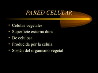 PARED CELULAR
• Células vegetales
• Superficie externa dura
• De celulosa
• Producida por la célula
• Sostén del organismo vegetal
 