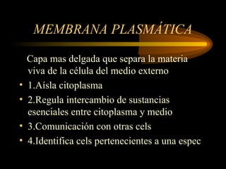 MEMBRANA PLASMÁTICA
Capa mas delgada que separa la materia
viva de la célula del medio externo
• 1.Aísla citoplasma
• 2.Regula intercambio de sustancias
esenciales entre citoplasma y medio
• 3.Comunicación con otras cels
• 4.Identifica cels pertenecientes a una espec
 
