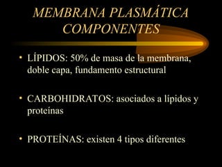 MEMBRANA PLASMÁTICA
COMPONENTES
• LÍPIDOS: 50% de masa de la membrana,
doble capa, fundamento estructural
• CARBOHIDRATOS: asociados a lípidos y
proteínas
• PROTEÍNAS: existen 4 tipos diferentes
 