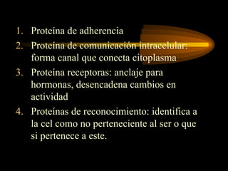 1. Proteína de adherencia
2. Proteína de comunicación intracelular:
forma canal que conecta citoplasma
3. Proteína receptoras: anclaje para
hormonas, desencadena cambios en
actividad
4. Proteínas de reconocimiento: identifica a
la cel como no perteneciente al ser o que
si pertenece a este.
 