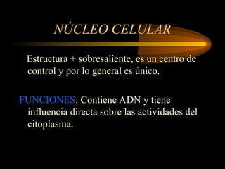 NÚCLEO CELULAR
Estructura + sobresaliente, es un centro de
control y por lo general es único.
FUNCIONES: Contiene ADN y tiene
influencia directa sobre las actividades del
citoplasma.
 