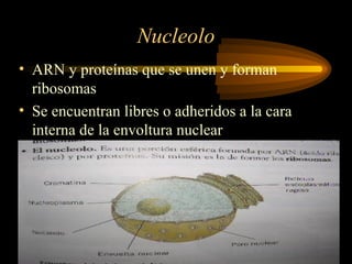Nucleolo
• ARN y proteínas que se unen y forman
ribosomas
• Se encuentran libres o adheridos a la cara
interna de la envoltura nuclear
 