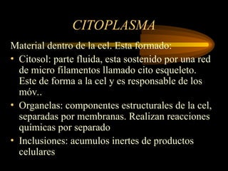 CITOPLASMA
Material dentro de la cel. Esta formado:
• Citosol: parte fluida, esta sostenido por una red
de micro filamentos llamado cito esqueleto.
Este de forma a la cel y es responsable de los
móv..
• Organelas: componentes estructurales de la cel,
separadas por membranas. Realizan reacciones
químicas por separado
• Inclusiones: acumulos inertes de productos
celulares
 