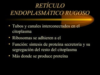 RETÍCULO
ENDOPLASMÁTICO RUGOSO
• Tubos y canales interconectados en el
citoplasma
• Ribosomas se adhieren a el
• Función: síntesis de proteína secretoria y su
segregación del resto del citoplasma
• Más donde se produce proteína
 