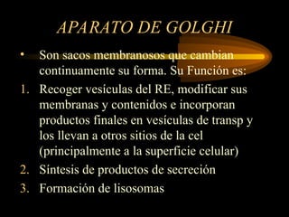 APARATO DE GOLGHI
• Son sacos membranosos que cambian
continuamente su forma. Su Función es:
1. Recoger vesículas del RE, modificar sus
membranas y contenidos e incorporan
productos finales en vesículas de transp y
los llevan a otros sitios de la cel
(principalmente a la superficie celular)
2. Síntesis de productos de secreción
3. Formación de lisosomas
 
