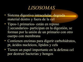 LISOSOMAS
• Sistema digestivo intracelular, degrada
material dentro y fuera de la cel
• Tipos-1.primarios- están en reposo
2.secundarios- participan en la digestión, se
forman por la unión de un primario con otro
cuerpo con membrana
• Contienen enzimas para digerir carbohidratos,
pt, ácidos nucleicos, lípidos y cels
• Tienen un papel importante en la defensa cel
por destruir bacterias y hongos
 