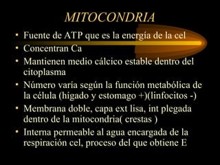 MITOCONDRIA
• Fuente de ATP que es la energía de la cel
• Concentran Ca
• Mantienen medio cálcico estable dentro del
citoplasma
• Número varía según la función metabólica de
la célula (hígado y estomago +)(linfocitos -)
• Membrana doble, capa ext lisa, int plegada
dentro de la mitocondria( crestas )
• Interna permeable al agua encargada de la
respiración cel, proceso del que obtiene E
 