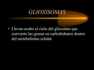 GLIOXISOMAS
• Llevan acabo el ciclo del glioxilato que
convierte las grasas en carbohidratos dentro
del metabolismo celular
 