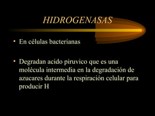 HIDROGENASAS
• En células bacterianas
• Degradan acido piruvico que es una
molécula intermedia en la degradación de
azucares durante la respiración celular para
producir H
 