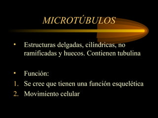MICROTÚBULOS
• Estructuras delgadas, cilíndricas, no
ramificadas y huecos. Contienen tubulina
• Función:
1. Se cree que tienen una función esquelética
2. Movimiento celular
 
