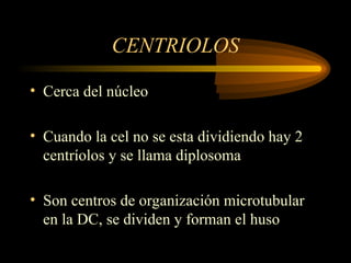 CENTRIOLOS
• Cerca del núcleo
• Cuando la cel no se esta dividiendo hay 2
centríolos y se llama diplosoma
• Son centros de organización microtubular
en la DC, se dividen y forman el huso
 