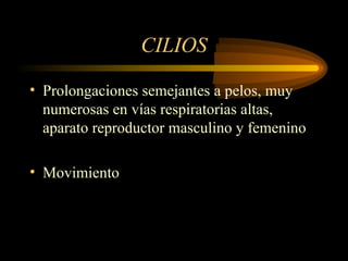 CILIOS
• Prolongaciones semejantes a pelos, muy
numerosas en vías respiratorias altas,
aparato reproductor masculino y femenino
• Movimiento
 