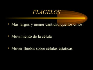 FLAGELOS
• Más largos y menor cantidad que los cilios
• Movimiento de la célula
• Mover fluidos sobre células estáticas
 