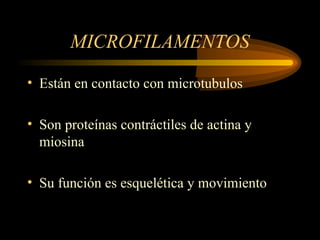 MICROFILAMENTOS
• Están en contacto con microtubulos
• Son proteínas contráctiles de actina y
miosina
• Su función es esquelética y movimiento
 