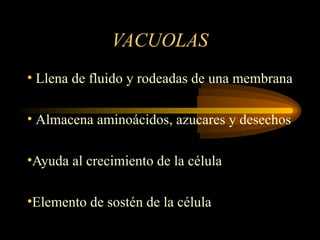 VACUOLAS
• Llena de fluido y rodeadas de una membrana
• Almacena aminoácidos, azucares y desechos
•Ayuda al crecimiento de la célula
•Elemento de sostén de la célula
 