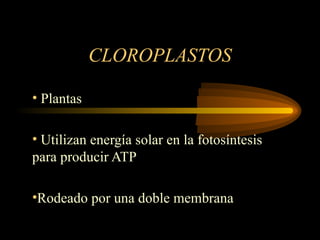 CLOROPLASTOS
• Plantas
• Utilizan energía solar en la fotosíntesis
para producir ATP
•Rodeado por una doble membrana
 