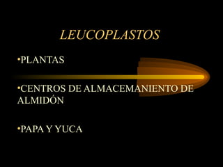 LEUCOPLASTOS
•PLANTAS
•CENTROS DE ALMACEMANIENTO DE
ALMIDÓN
•PAPA Y YUCA
 