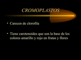 CROMOPLASTOS
• Carecen de clorofila
• Tiene carotenoides que son la base de los
colores amarillo y rojo en frutas y flores
 