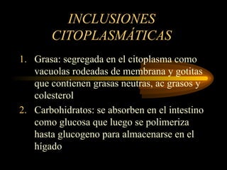 INCLUSIONES
CITOPLASMÁTICAS
1. Grasa: segregada en el citoplasma como
vacuolas rodeadas de membrana y gotitas
que contienen grasas neutras, ac grasos y
colesterol
2. Carbohidratos: se absorben en el intestino
como glucosa que luego se polimeriza
hasta glucogeno para almacenarse en el
hígado
 
