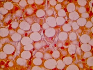 celula efectos, funciones e importancia.