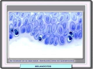 celula efectos, funciones e importancia.