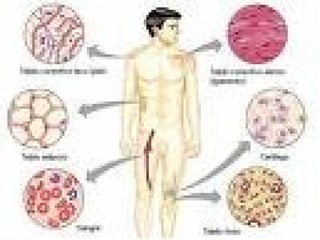 celula efectos, funciones e importancia.